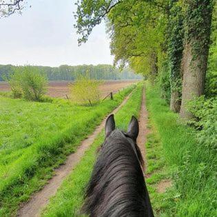 Luxe Gastenkamer Met Living En Keuken Bij Friezen Paarden Stal Pellendijk Westendorp Exteriér fotografie