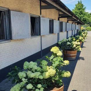 Luxe Gastenkamer Met Living En Keuken Bij Friezen Paarden Stal Pellendijk Westendorp Exteriér fotografie